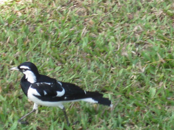 n_img_0062_this_varied__or_white_winged__triller__ran_into_bob_s_head.jpg