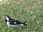 IMG_0062 This varied (or white winged) triller, ran into Bob's head.JPG