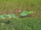 IMG_0128 Pink lotus(or sacred) lily has seeds like peanuts.JPG
