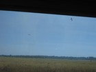 IMG_0202  Whistling kites fly around the burn to catch fleeing small animals.JPG