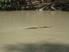 IMG_0331 4  m crocodile.JPG