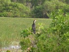 IMG_0367  Pied cormorant in Mamukala Wetlands.JPG