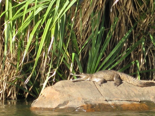 n_img_0557_croc_on_a_rock_on_our_ord_river_cruise.jpg
