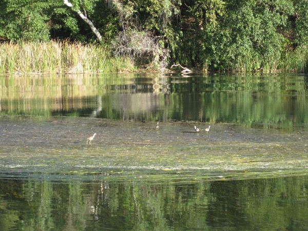 n_img_0562_comb_crested_jacanas__also_jesus_birds_or_christ_birds__walk_on_water_grass.jpg