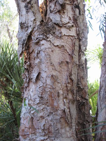 n_img_0564_paper_bark_gum__a_maleleuca__has_very_soft__waterproof_bark__traditionally_it_was_used_to_wrap_babies__to_wrap_food_in_ground_ovens__and_for_hats_and_roofing.jpg