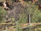 IMG_0529 Boab trees.JPG