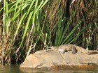 IMG_0557 Croc on a rock on our Ord River cruise.JPG