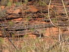 IMG_0600 Euro (in eastern Australia it is called a walleroo).JPG