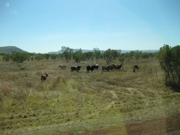 n_img_0672_cattle_country___el_questro_station___1_million_acres___10_000_sq_km_.jpg