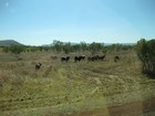 IMG_0672 Cattle country.  El Questro Station.  1 million acres, (10,000 sq km).JPG