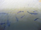 IMG_0798 Archer fish.  Can spit 2 m to shoot insects out of the bushes.JPG