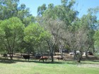 IMG_0811  Old Saddle Shed Restaurant and campground where we stop for lunch.JPG
