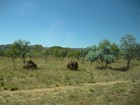 IMG_0872  Round termite mounds.  Each area and type of termites has its own acrhitecture.JPG