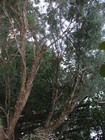 IMG_1114  Coolibah trees.  ...swagman camped beside a billabong, under the shade of a coolibah tree.....JPG