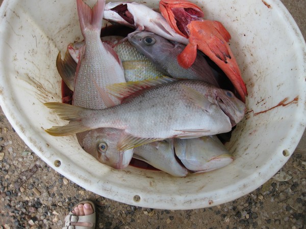 n_img_1755__a_fisherman_s_catch___coral_cod_and_red_travelli_.jpg