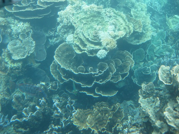n_img_1787__the_glass_bottom_gives_a_30__magnification___this_reef_is_hard_coral__which_is_less_colourful_than_off_shore_soft_corals.jpg