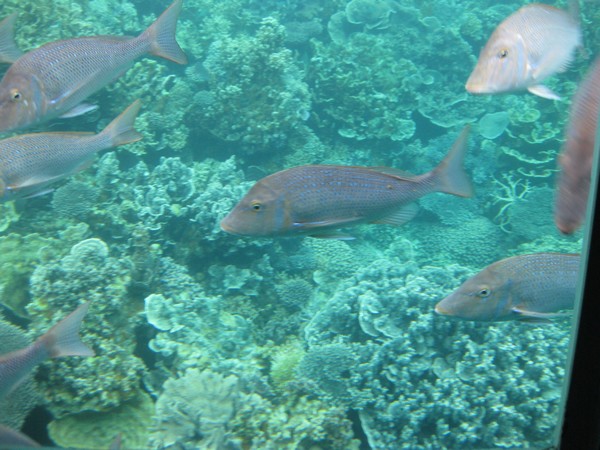 n_img_1821__lots_of_friendly_fish__like_these_spangled_emperor.jpg