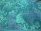 IMG_1831  Coral forms are widely varied.JPG