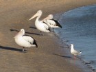 IMG_1919  Monkey Mia.  Pelicans at the morning dolphin feeding.JPG