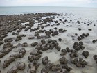 IMG_2030  Stromatolites at Hamlin Pool, domes produced by cyanobacteria in hypersalinated water.JPG