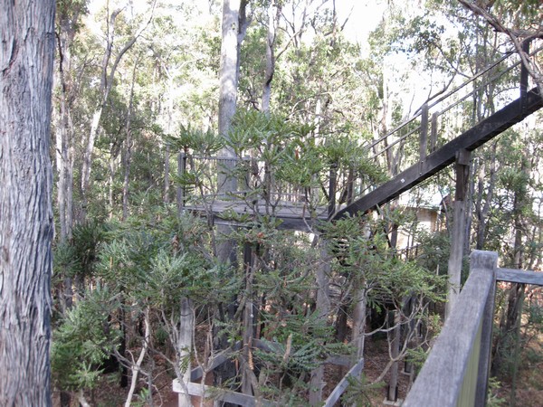 n_img_3356__tree_top_walk_at_the_forest_heritage_centre__dwellingup.jpg