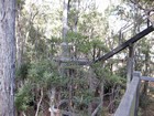 IMG_3356  Tree-top walk at the Forest Heritage Centre, Dwellingup.JPG