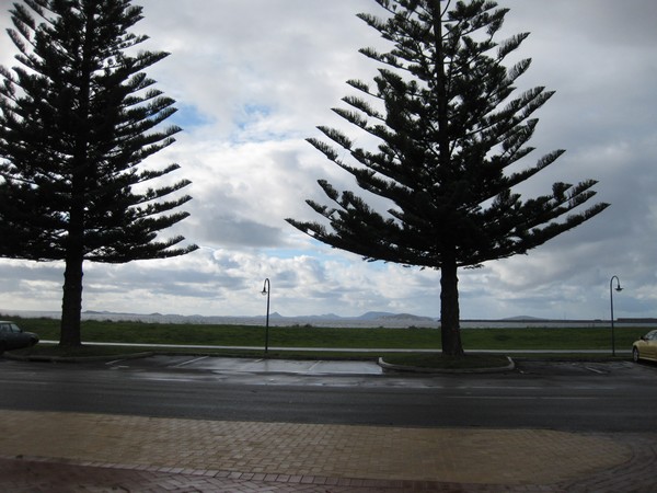 n_img_3936__norfolk_island_pines__tall_and_straight__were_planted_throughout_australia_and_tasmania_for_ships__masts__but_turned_out_to_be_too_brittle.jpg