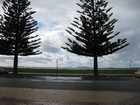 IMG_3936  Norfolk Island pines, tall and straight, were planted throughout Australia and Tasmania for ships' masts, but turned out to be too brittle.JPG