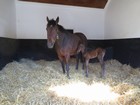 IMG_2785  Mare and foal in her luxurious stable-room.JPG