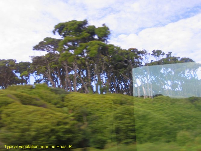 2007_03_28__2092_typical_vegetation_near_haast_river.jpg
