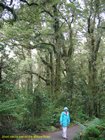 2007_03_30__2252_short_nature_trail_on_the_milford_road.jpg