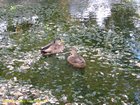 2007_04_03__2355_blenheim___taylor_river_walkway.jpg