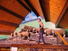 2007_04_06__2394__rotorua___agrodome__19_breeds_of_sheep.jpg