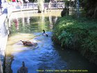 2007_04_06__2400__rotorua___paradise_valley_springs___paradise_shell_ducks_.jpg