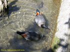 2007_04_06__2403__paradise_shell_ducks___2_males.jpg