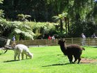 2007_04_06__2405__rotorua___paradise_valley_springs___alpacas.jpg