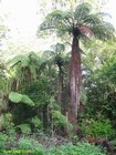 2007_04_09__2483__puketi_kauri_forest_.jpg